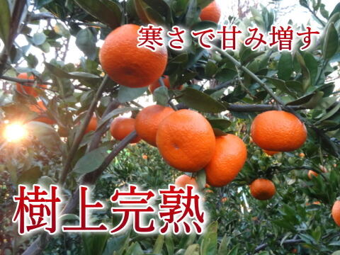 【訳あり】濃甘っ！黄金熟成で晩生みかん本来の甘さや旨さを最大限に！食べるみかんジュース！まさにトップ・オブ・ザ・みかん！超熟みかん「熟太郎（じゅくたろう）」訳あり品　サイズ混合　５kg【628】