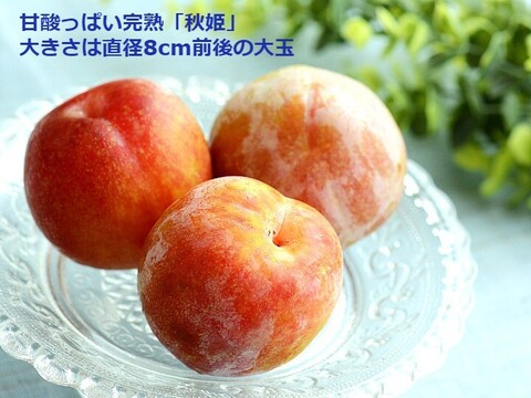 プラム すもも 秋姫 大玉2.4kg以上～  糖度15度超 秋の果物 酸味が穏やか 山形産