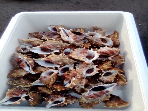 活ミヤコボラガイ　3ｋｇ