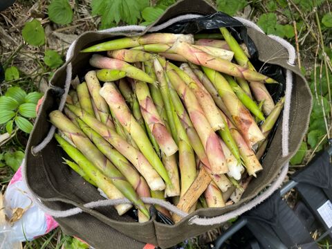 やわらかい食感！月山山麓大地の恵み！ 天然月山筍 １.５ｋｇ