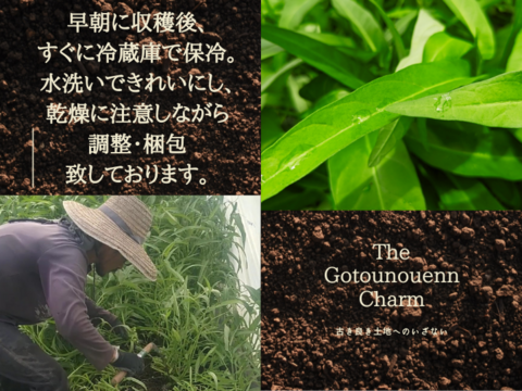 シャキシャキ！暑い夏でも食べたくなるエンサイ(４kg）