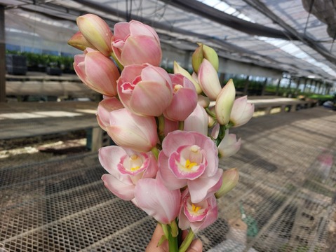 【切り花6本】 シンビジウムの切り花