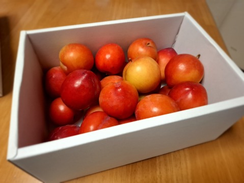 すぐ発送【濃厚食感】肉厚甘酸っぱ大石早生スモモ お試し1300g