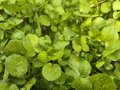 【500g】兵庫県但馬産　ごちそうクレソン