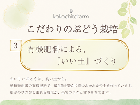 【ギフト】3種を食べ比べ！シャインマスカット1㎏＆粒ぶどう2種詰め合わせ