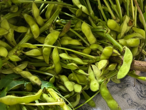 10/15注文最終日！希少・幻の黒枝豆『京白丹波』250g以上×4袋