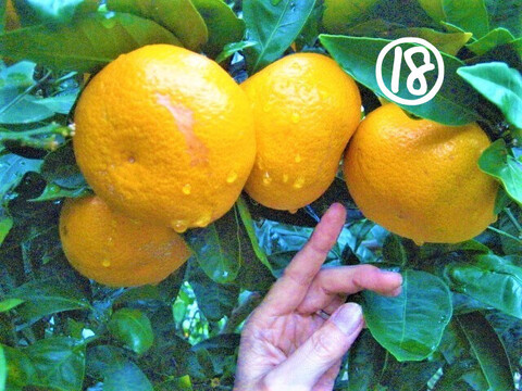 【新春福袋】オレンジ3種と温州みかん3種＝6種で3kgの朝採り自然栽培
