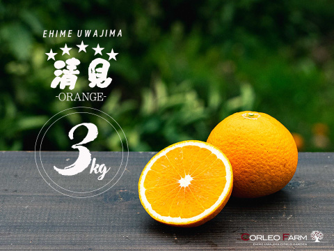芳醇な香りと果汁あふれる 【清見オレンジ】Aセレクション3kgBOX（2.5kg）