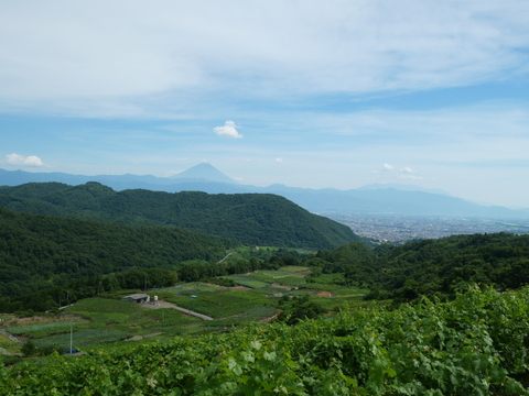 山梨県産　家庭用　巨峰　2キロ（4〜6房）