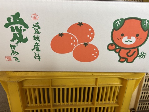 【味に自信あり　5k箱　愛媛のまどんな 　ゼリーのような食感　愛果28号　除草剤使用無 万田酵素散布】