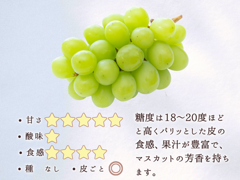 シャインマスカットの宝石箱　厳選36粒　【信州長野県産】※2024年先行予約※　９月より発送開始