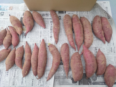 【熟成べにはるか】蜜たっぷり・しっとり甘い🍠焼き芋に最適！S〜Lサイズ混合／5kg／土付き