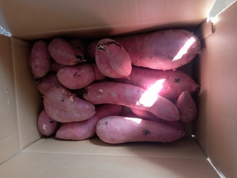 訳あり！熟成紅はるか　5kg  さつまいも