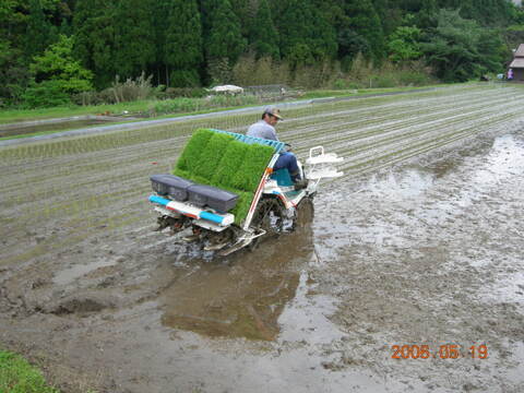 令和7年産 きぬむすめ【白米】 10kg