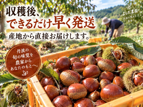 【2026年新栗】丹波栗 2Lサイズ 約1kg 兵庫県丹波産・秋の味覚・採れたて発送 栗 生栗 産地直送