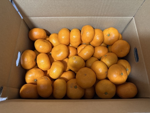 『大津みかん(四号)』5㎏ Mサイズ（１㎏あたり9-10個）大津四号発祥の地 湯河原産