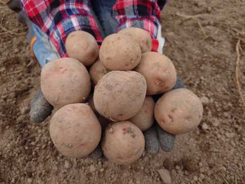 2024年【さやあかね】北海道産じゃがいも1.8kg（サイズMix）