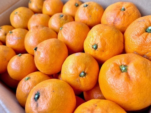 訳あり家庭用　みかん6.5㎏（75個〜80個）