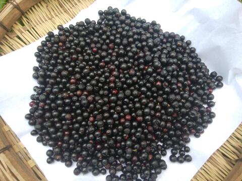 天然ナツハゼ　１キロ　京都産