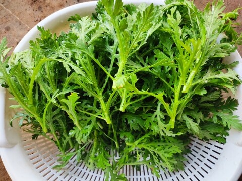 ✨春の香りを食卓に。天ぷらやお浸しで主役になる、力強い春菊　約400g✨
