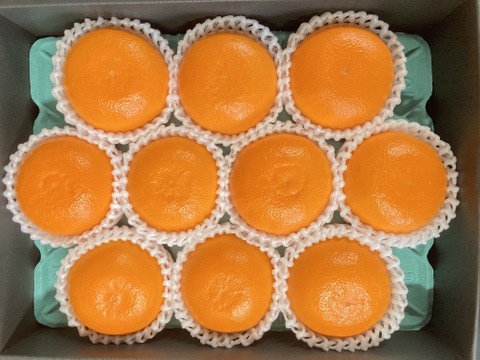 【柑橘の大トロ】果汁溢れるハウスせとか贈答品化粧箱