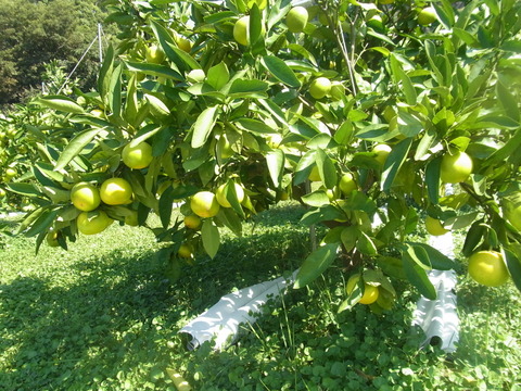 初物【小粒5キロ】節減対象農薬　特別栽培で育てたからだにやさしい　有田みかん　きのゆらら　(YN26)同品種