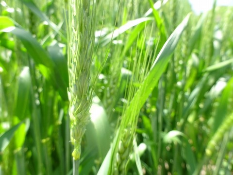 農薬不使用【国産小麦ふすま】500ｇ×２袋　（「ミナミノカオリ」）