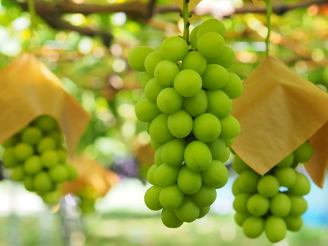【ふるさとギフト大賞最高賞】ギフトに◎果樹園生まれの3種のぶどうジェラート
