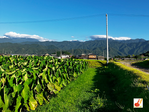 農家直送✅セレベス(赤目芋)の里芋🎁2kg M~LLサイズ(大きめの里芋❗️