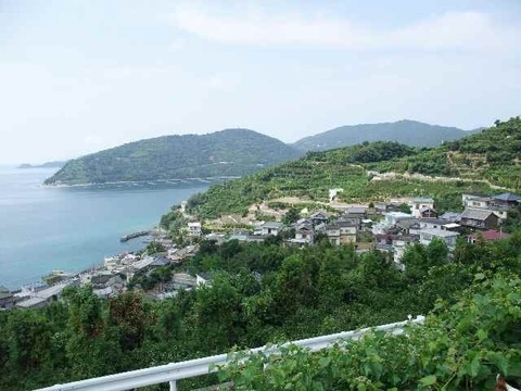 濃厚果汁！南津海（なつみ）贈答用3Kg