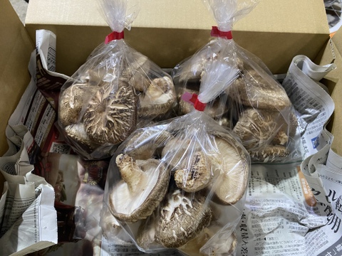 岡山県津山市産の、今が旬！肉厚すぎるシイタケ