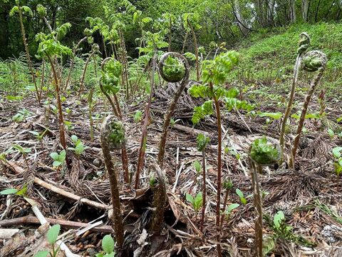 多彩なお料理に使える便利な山菜！赤こごみ(イッポンワラビ)３００ｇ
