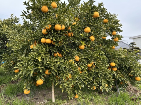 樹上完熟　木なり甘夏！　酸っぱさの中にほのかな甘みが
果汁たっぷりでとってもジューシー。
350〜500g の大玉を5kg（箱込み）でお届け。