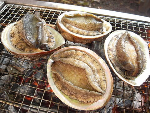 素潜り漁師直送！！伊豆の新鮮美味しい　アワビ　鮑　アソートサイズ　活かしアワビ　１キロ（５枚前後）