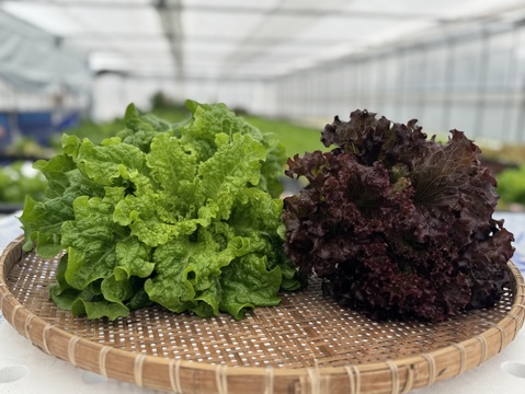 4〜5種類入り🌱UCHIPONIFARM 🐟丸かじりおすすめ‼️サラダセット🥗