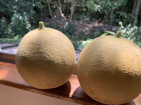 【自然栽培】固定種 赤肉カンタロープメロン 4kg以上★農薬・肥料不使用｜甘さ控えめ