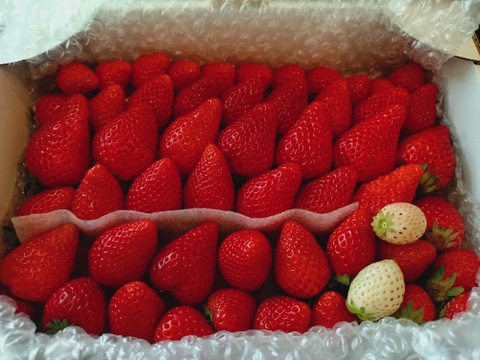 春SALE!!トクトク🍓いちごの宝石箱
朝摘み完熟酵素栽培のこだわりいちご
【いちご食べ比べ】３種食べ比べ！