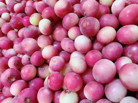 【16年間農薬不使用】可愛いピンク色の冷凍ブルーベリー　１キロ