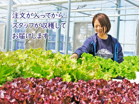 新鮮！採れたて！農薬・化学肥料不使用！ケールとレタスの定期便 6個セット