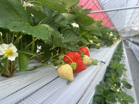 あさどり　高熟度　あまおう
