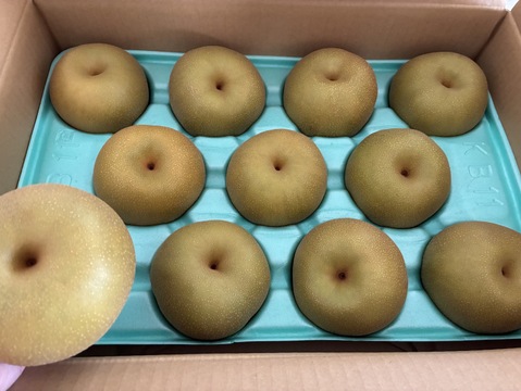 令和7年8月発送【予約】梨 幸水 良品5kg‼️長野県産
