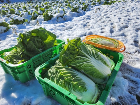 信州冬野菜セット【12品目】