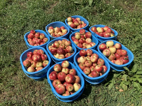 【最終】【吉池果樹園の１品種目】希少な夏りんご『夏あかり』３㎏
N-k3