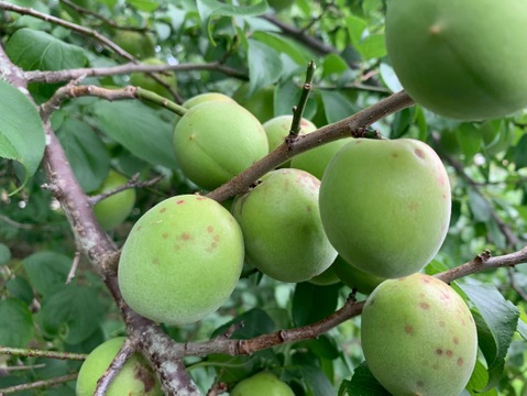 まじりっけなし！梅シロップ梅酒に最適！『色づき白加賀』10kg 自然栽培の梅。様々なレシピに。農薬不使用