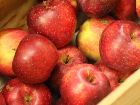 【8月上旬ころ収穫】恋空 ほんのり甘酸っぱい夏りんご 家庭用 2.5kg（7～14個）