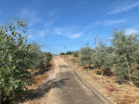 ユーカリ農家”オススメ”のフレッシュユーカリ3品種