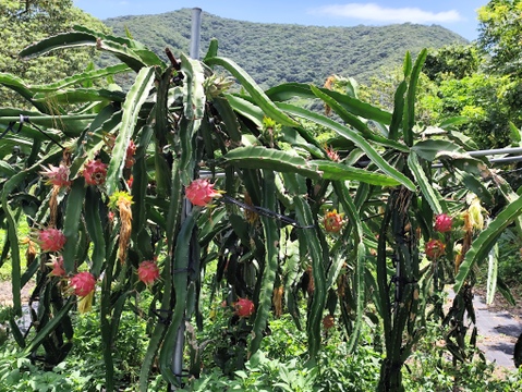 リピート急増中！完熟ドラゴンフルーツ１.３キロ(２～４個)〇当園今季初出荷 数量限定品ですお早めにどうぞ(๑˃̵ᴗ˂̵)و