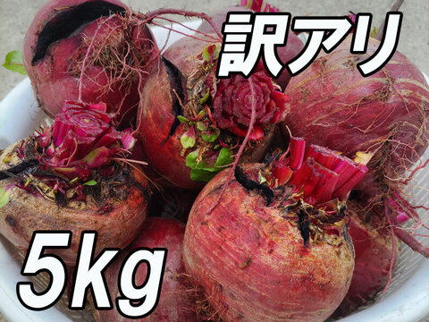 『訳アリ 高糖度ビーツ 5kg』農薬・化学肥料不使用！ 千葉県南房総市産　見た目悪いです♪