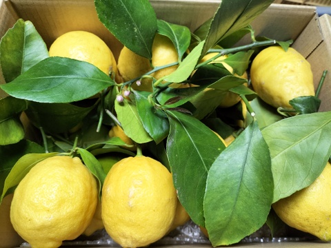 広島県産フレッシュ！夏レモン《約20個入》4kg