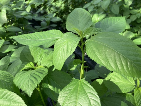 滑らか食感の夏野菜！ハウスモロヘイヤ（100g×10袋）